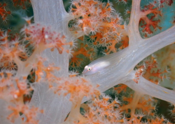 スケロクウミタケハゼ