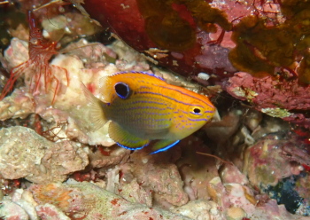 クロメガネスズメダイ