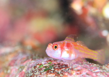 カタボシニシキベニハゼ