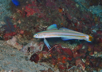 スジクロユリハゼ