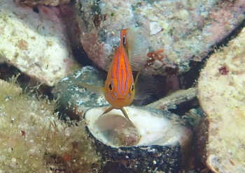 メガネスズメダイ