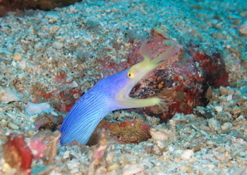 ハナヒゲウツボ