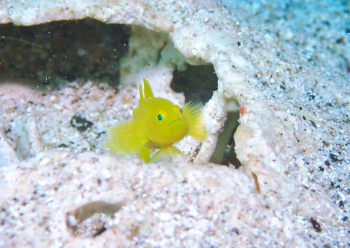 ミジンベニハゼ