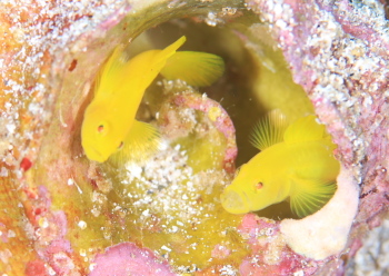 ミジンベニハゼ