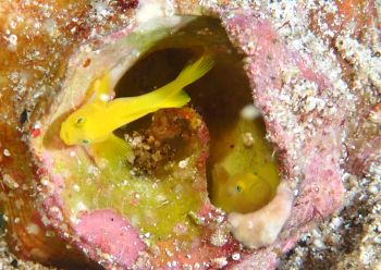 ミジンベニハゼ