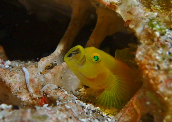 ミジンベニハゼ