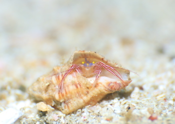 ケフサゼブラヤドカリ