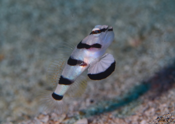 キツネメネジリンボウ