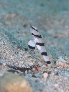 キツネメネジリンボウ