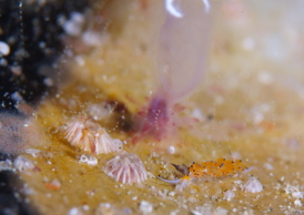 ツルガチゴミノウミウシ