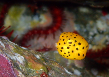 ミナミハコフグ