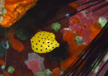 ミナミハコフグ