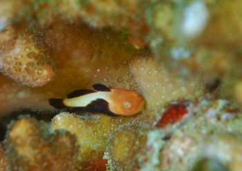 パンダダルマハゼ