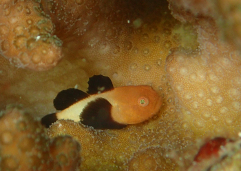 パンダダルマハゼ