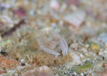 ミクロプレステマ・タケダイ