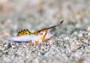 イッポンテグリ　