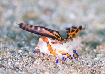 イッポンテグリ