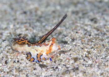 イッポンテグリ