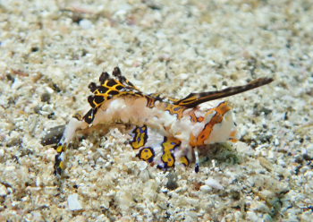 イッポンテグリ