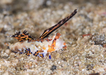 イッポンテグリ