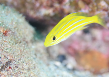 ヨスジフエダイ