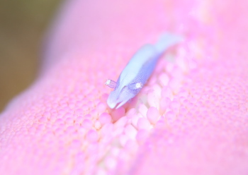 ヒトデヤドリエビ