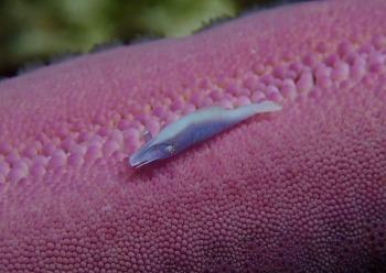 ヒトデヤドリエビ