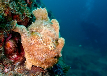 カエルアンコウ