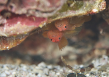 イレズミハゼ属の一種