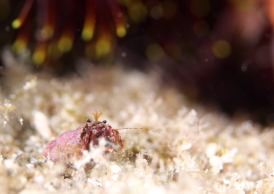 オガサワラヒメホンヤドカリ