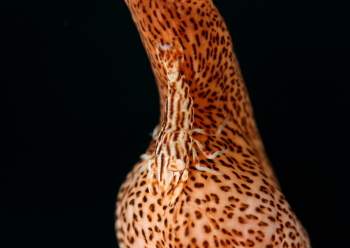 アヤトリカクレエビ