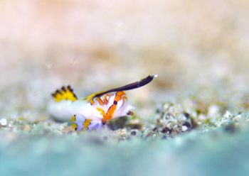 イッポンテグリ