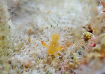 ヒメエダウミウシ