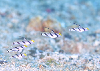 ヒレナガネジリンボウ