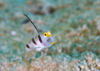 ヒレナガネジリンボウ