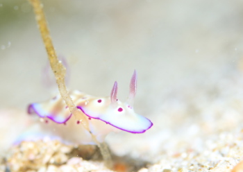 マダライロウミウシ