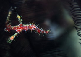 ニシキフウライウオ