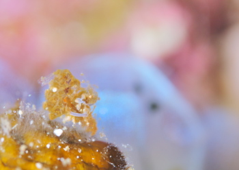 フィコカリスシムランス