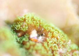 ニシキカンザシヤドカリ