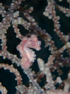 ピグミーシーホース