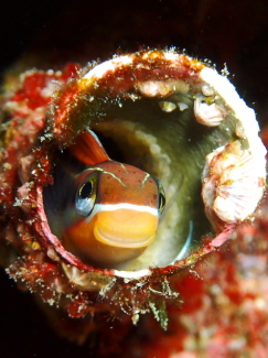 テンクロスジギンポ