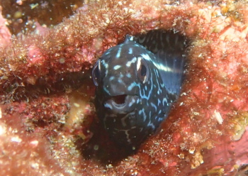 カモハラギンポ