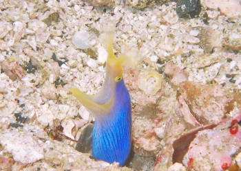 ハナヒゲウツボ