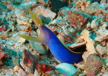 ハナヒゲウツボ