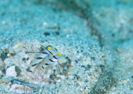 ヒレナガネジリンボウ