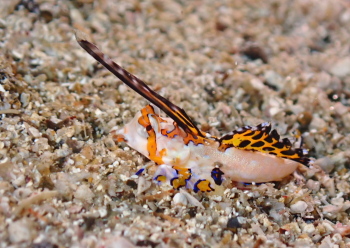 イッポンテグリ