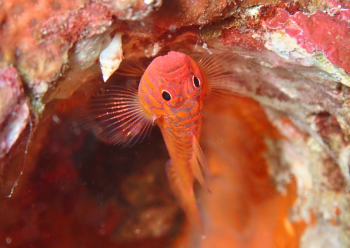 オキナワベニハゼ