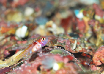 カタボシニシキベニハゼ