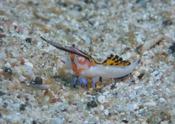 イッポンテグリ