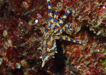 ヒョウモンダコ